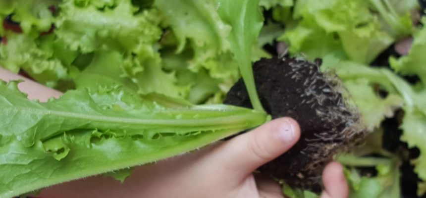 Gesund in Herbst und Winter: Salate, Kohlrabi und Grünkohl pflanzen